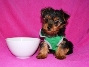 Christmas Teacup Yorkshire Terrier Puppies Puppies Available For Sale