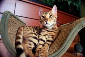 Male And Female Bengal kittens For Sale Now Ready To Go Home