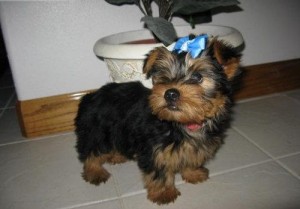 Beautiful Tea cup yorkie puppies for adoption(Male and Female)