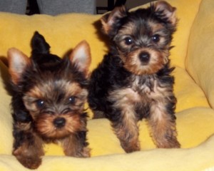 Yorkie - AKC - Baby Doll! ! Teacup And Solid Blond Puppies For Adoption