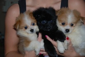 Awesome Male and Female Pomeranian Puppies Available for Christmas