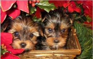 awesome male and female yorkie puppies for x mass