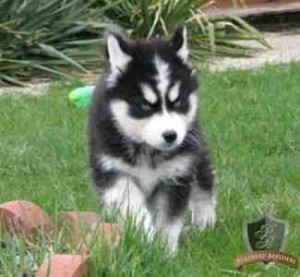 Cute and nice looking Siberian Husky puppies ready to go