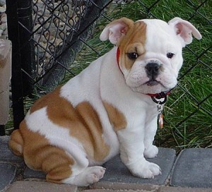 Male and Female English bulldog Puppies For Adoption.