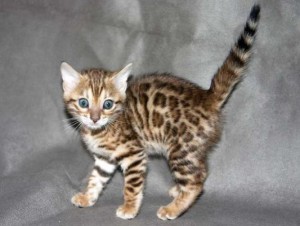Lovely male and female Bengal kittens for adoption