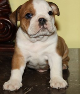 Cutest Male and Female English Bulldog Puppies Now For X-Mas