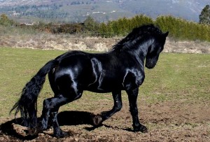 Cute and Well Trained Frisian Horse For Adoption