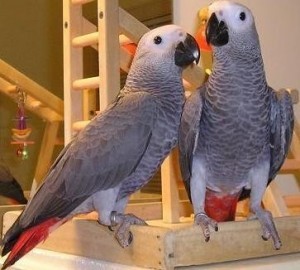 Blue and gold macaw parrots for free adoption