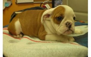 AKC Reg Stunning Male and Female English Bulldog  Ready for Christmas,FOR MORE INFORMATION Text us with your Email address At (9
