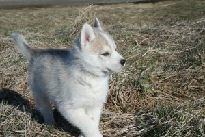 Siberian husky for  adoption ,