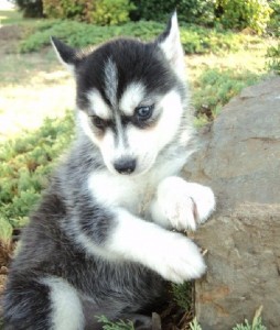 Quality male and female siberian husky puppies available for adoption