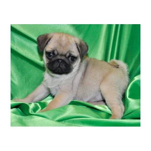 Handsome Male and Female Pug Puppies for Kids