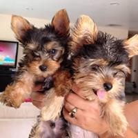 Cute and Outstanding Yorkie puppies available for X-mas