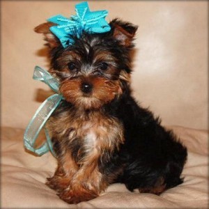 Baby Face Teacup Yorkie puppy for re homing.