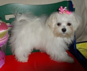 lovely maltese puppies for good homes