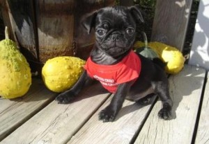 Missy Missy  Pg-3004 Pug Puppies Ready to go NO CALL Only TEXT 9087364926