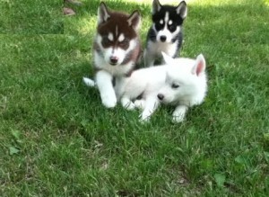 Affectionate male and female siberian husky puppies available