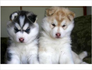 ? ? ?Adorable and cute ?  Siberian Husky Puppies Available ?
