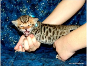 Registered Bengal Kittens Available(9-12ibs full grown)