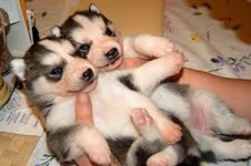 siberian husky  puppies for adoption