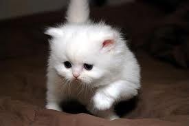 Adorable CFA Persian Kittens