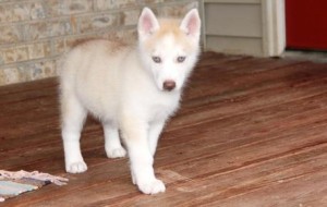 very first cotton identification Siberian Husky Puppies For Sale