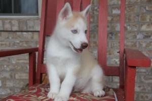 Brindle Girl Siberian Husky Puppies For Sale