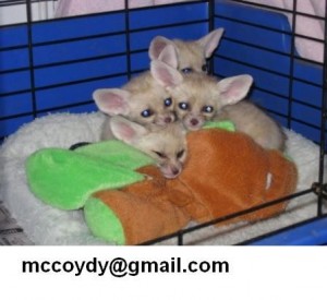 Beautiful Charming Christmas Gift Present.Male And Female fennec fox For Sale Now Ready To Go Home.