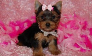 lovely Yorkie Puppies For adoption call or text   (571) 297-7820