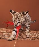 Xmas F2 TICA Reg Savannah Kitties for Adoption