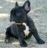 AMAZING MALE AND FEMALE FRENCH BULLDOG PUPPIES