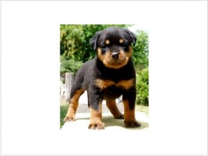 Rottweiler Puppies For Adoption AKC Registered (10-11 Weeks old)