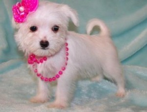 Affectionate Maltipoo Puppies