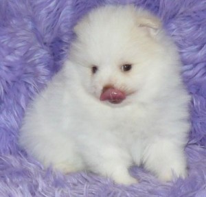 Baby Pomeranian puppies for XMAS/text me now at (804) 381-0921!!!