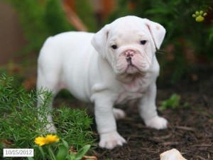 ****Gorgeous English Bulldog Puppies  free to good homes(201) 882-6662****?
