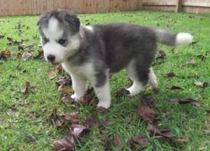AKC, English HUsky , 5 weeks old, Best Xmas Present Ever