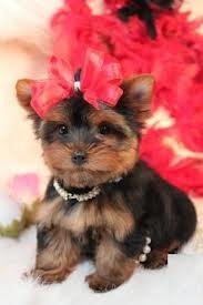 CELEBRITY XMAS NICE BABY FACE TEACUP YORKIE PUPPIES FOR FREE ADOPTION