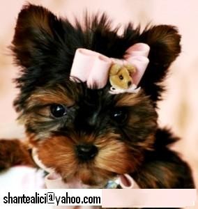 male and Female Teacup yorkie Puppies for free adoption