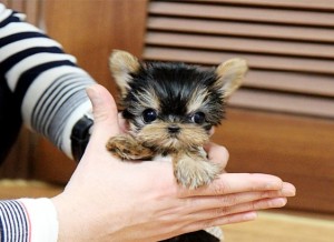 Perfect Teacup Yorkie puppies available for adoption.