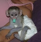 Charming Baby Capuchin Monkey For Adoption text me (774)290-4474