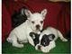 AKC Reg Xmas french Bulldog Puppies For Adoption.