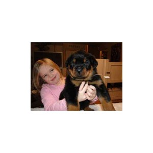 cute and adorable x mas Rottweiler  puppies for adoption