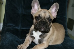 cute adorable french bulldog available for you..(647) 795-7368