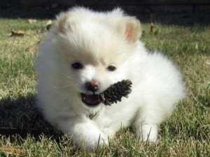 free to good home( female teacup pomeranian puppy)