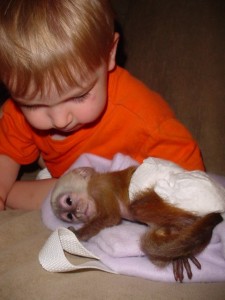 Health capuchin monkey for adoption