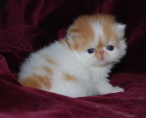 Ginger white persian kittens