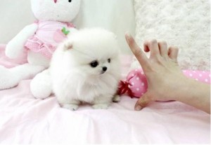 Outstanding pomeranian puppy for new home leave ur email through a text at (901) 249-1677