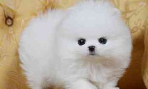 Snow White Teacup Pomeranian Puppies For Lovely Homes