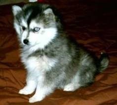 Cute Siberian Husky Puppies now for free adoption