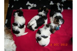 ****CUTE YORKIE PUPPIES FOR X-MAS GIFT TO ANY PET LOVERS****